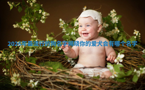 2026年最流行的狗名字揭晓你的爱犬会有哪个名字