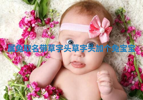 属兔取名带草字头_草字头加个兔宝宝
